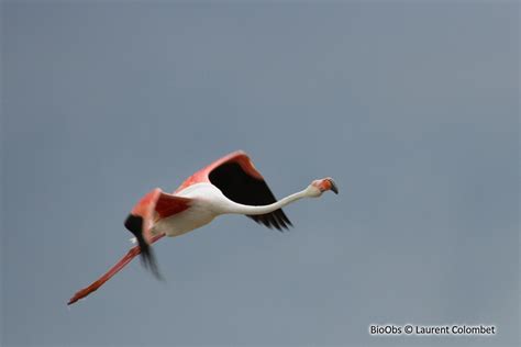 Flamant Rose Phoenicopterus Roseus Bioobs