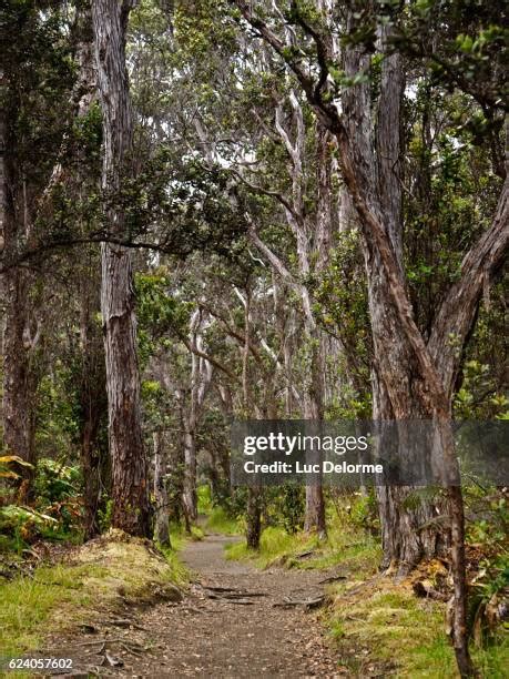 41 Ohia Tree Stock Photos, High-Res Pictures, and Images - Getty Images