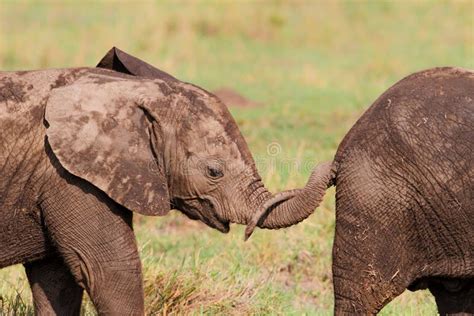 Elefanten Behandla Som Ett Barn Med Modern Som G R I Kenya Arkivfoto