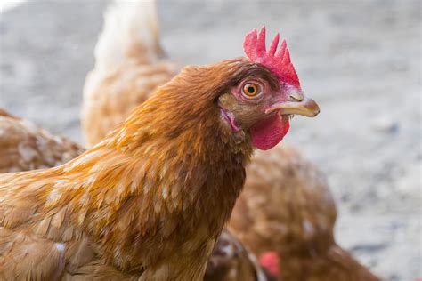 Pourquoi Ma Poule Perd Ses Plumes Raisons