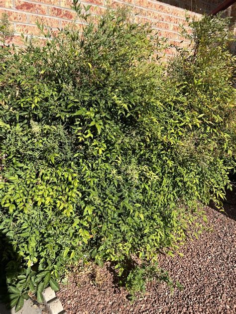 Type of shrub?? : r/gardening