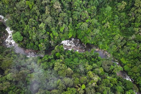 Deforestation in Earth’s largest rainforest continues to plummet ...