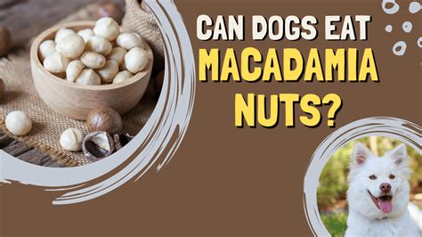 Can Dogs Eat Hazelnuts 4 Potential Risks And Dogs Safety