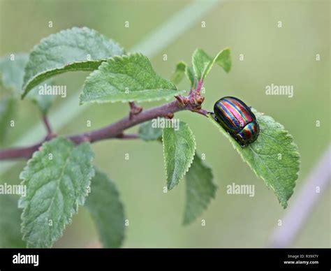 Rainbow Leaf Beetle Chrysolina Cerealis On Blackthorn Stock Photo Alamy