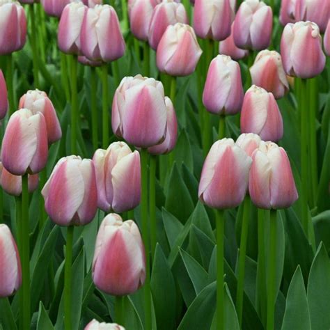 Tulipa Royal Pride Buy Plants At Coolplants