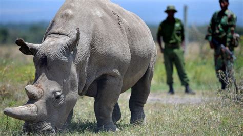 Northern White Rhinos The Audacious Plan That Could Save A Species