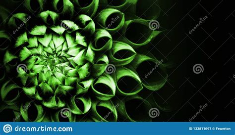 Details of Intense Green Dahlia Flower Macro Photography. Low Key Photo ...