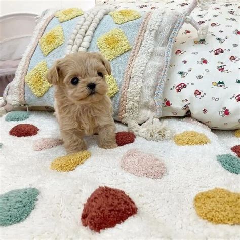 Maltipoo puppies for sale in Florida/maltipoo breeders in Florida