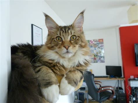 My forever amazed baby Maine Coon Leon just turned 6 months! : r/aww