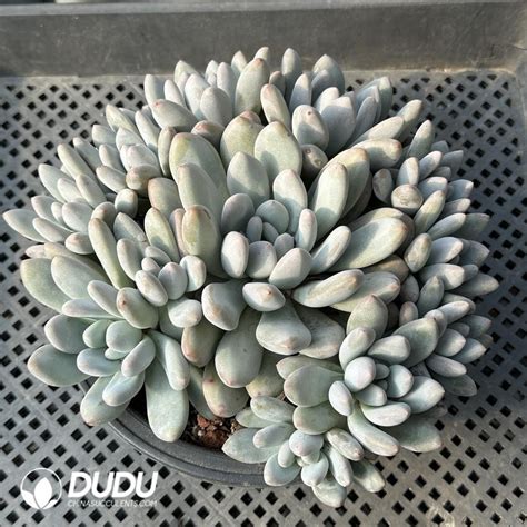 Pachyphytum Perfume Clustering China Wholesale Succulent Plants