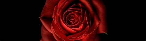 Red Rose Wallpaper 4K, Red flower, Black background, 8K