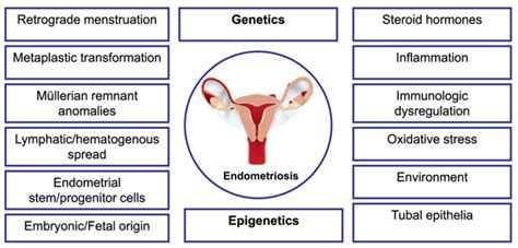 Summary Model For The Pathogenesis Of Endometriosis Download Scientific Diagram