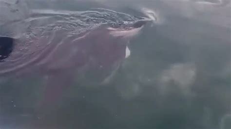 Scottish Paddleboarder Captures Close Encounter With Basking Shark Off Coast Of Arran Stv News