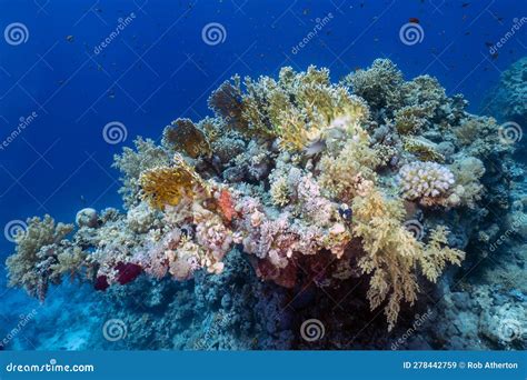 Coral reefs in the Red Sea stock image. Image of underwater - 278442759