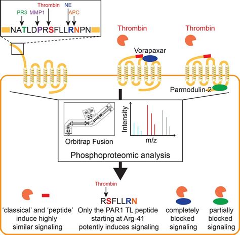 Paradigm Of Biased Par Protease Activated Receptor Activation And