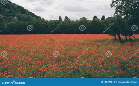 Paisagem Bonita As Flores Vermelhas De Floresc Ncia Da Papoila