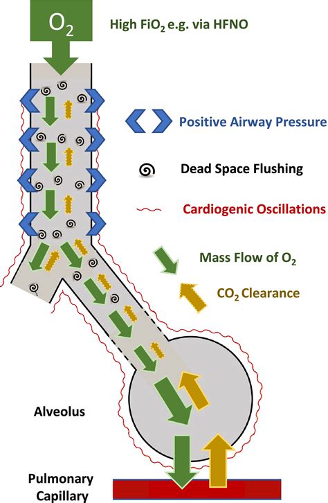 Uses And Mechanisms Of Apnoeic Oxygenation A Narrative Review Lyons