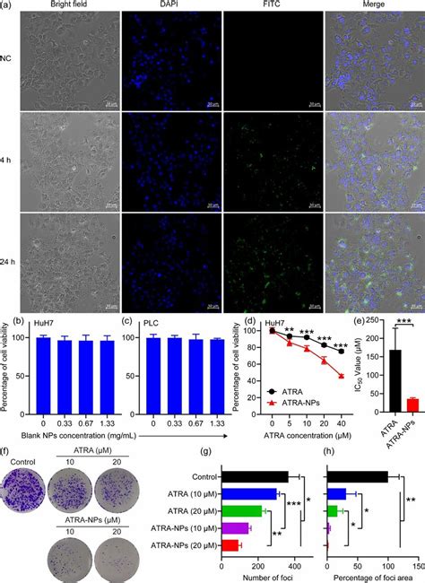 Cellular Uptake And In Vitro Anti Tumor Growth A Cellular Uptake Of