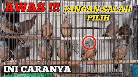 Cara Memilih Burung Perkutut Di Ombyokan Yang Benar Youtube