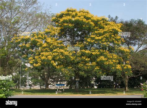 Yellow Poinciana Tree Peltophorum Pterocarpum Stock Photo 6487246 Alamy