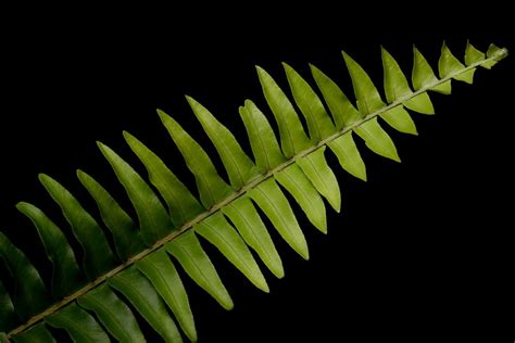 Fern Black Background Royalty Free Photo