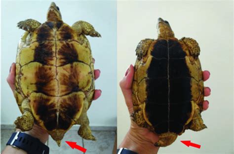 How to Differentiate Male and Female Tortoise - THE TORTOISE AND TURTLE SOURCE