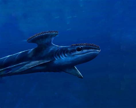 Stetacanthus, a prehistoric shark. : r/Naturewasmetal