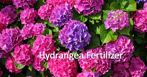 Hydrangea Fertilizer: Tips On Feeding Your Hydrangea Plants