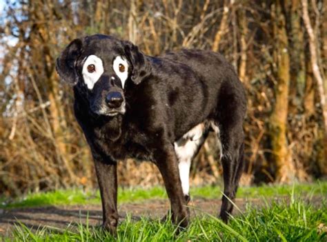 10 Beautiful Animals with Vitiligo