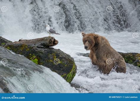 A Grizzly Bear Catches The Salmons At Brook Falls Stock Image Image