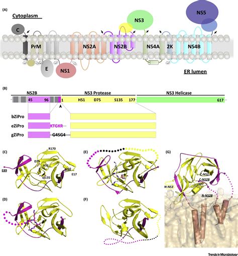 Zika Virus Protease An Antiviral Drug Target Trends In Microbiology