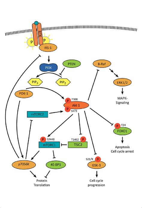 Pi K Akt Mtor Signaling Is Highly Activated In Gep Nen