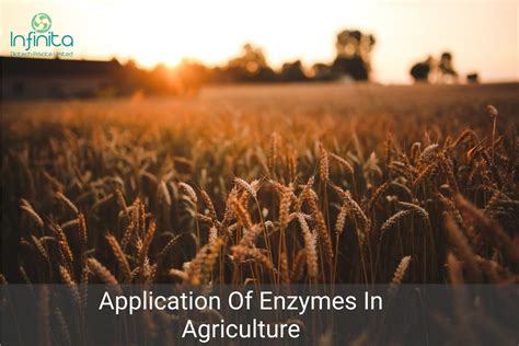 Application Of Enzymes In Agricutlture Infinita Biotech