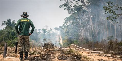 Deforestazione Amazzonia Il Polmone Della Terra Sempre Pi In Affanno