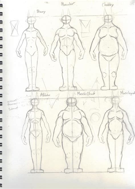 Male Body Types Drawing