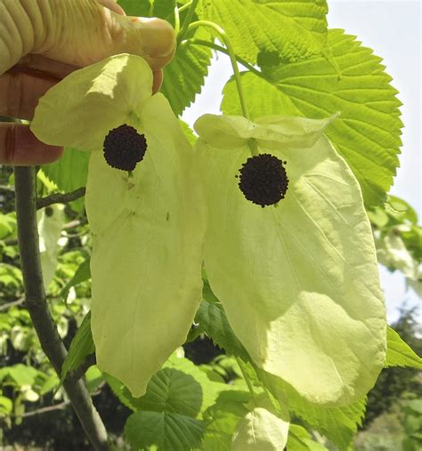 Handkerchief Tree - Tree Guide UK- Handkerchief Tree identification