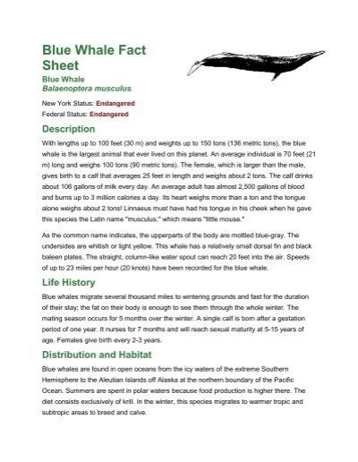 Blue Whale Fact Sheet New York State Envirothon