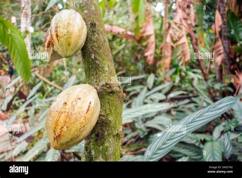 The yellow and green Trinitarios on cacao tree Stock Photo - Alamy