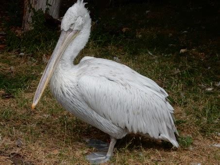 Fotos Gratis Naturaleza Al Aire Libre P Jaro Ala Pel Cano Ave