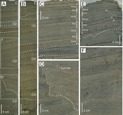 Photographs of tidal rhythmites demonstrating a diurnal inequality of... | Download Scientific ...