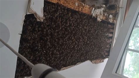 180 000 abejas en el techo así encontraron a tres colonias de estos