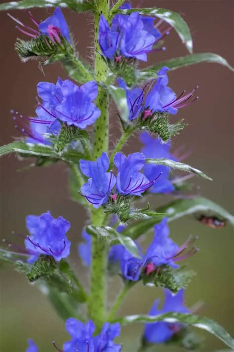 15 Weeds With Blue Flowers Easy Identification