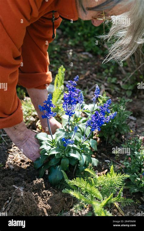 Woman Planting Salvia Farinacea In A Cottage Garden Stock Photo Alamy