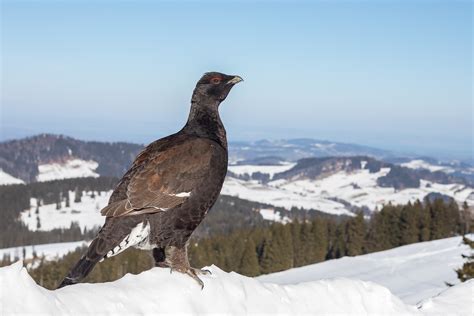 Der Rackelhahn Forum für Naturfotografen