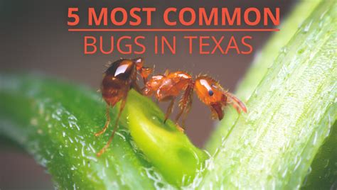 5 Most Common Bugs In Texas Apple Pest Control