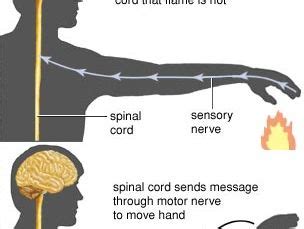 Reflex | Physiology, Definition, Types & Examples | Britannica