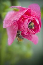 Two Bumble Bees On Flowers Free Stock Photo Public Domain Pictures