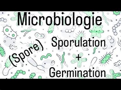 Microbiologie L Snv Spore Youtube