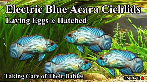 Electric Blue Acara Cichlids Breeding LIVE AQUARIUM YouTube