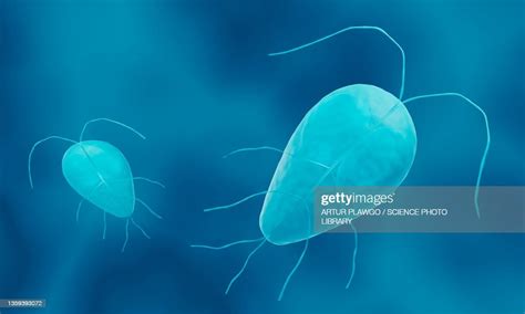 Giardia Lamblia Illustration High Res Vector Graphic Getty Images